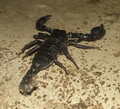 Scorpionidae