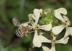 Anthophora