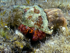 Calliactis parasitica