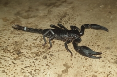 Scorpionidae
