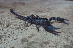 Scorpionidae