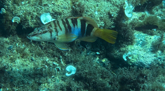 Serranus scriba