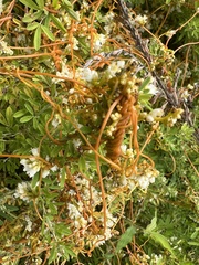 Cuscuta gronovii