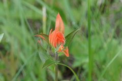 Castilleja nelsonii