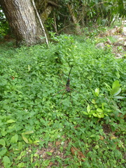 Trichonephila inaurata