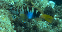 Serranus scriba
