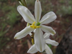 Aristea madagascariensis