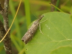 Neodactria luteolellus