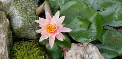 Nymphaea