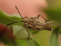 Stictopleurus