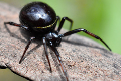 Steatoda autumnalis