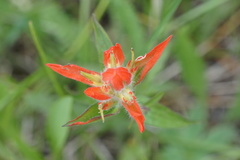 Castilleja nelsonii