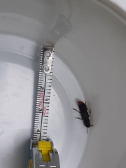 Platydracus mysticus