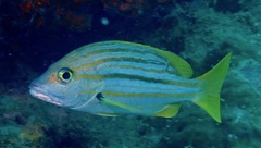 Lutjanus carponotatus