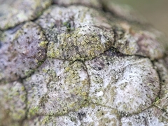 Lecanora minutella