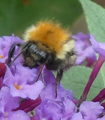 Bombus pascuorum