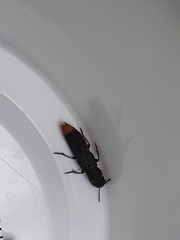 Platydracus mysticus