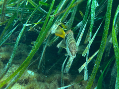 Serranus scriba