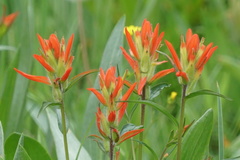 Castilleja nelsonii
