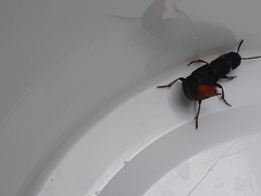 Platydracus mysticus