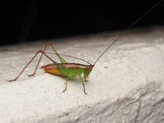 Conocephalus japonicus