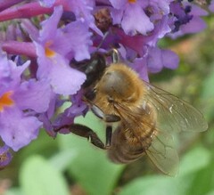 Apis mellifera