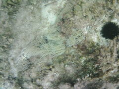Anemonia viridis