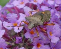 Pentatoma rufipes