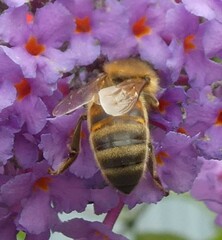 Apis mellifera