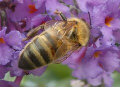 Apis mellifera