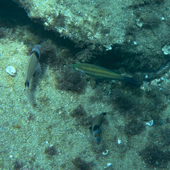 Diplodus vulgaris
