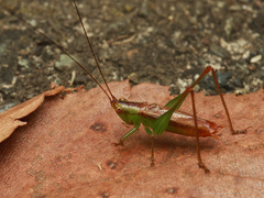 Conocephalus japonicus