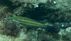 Symphodus tinca