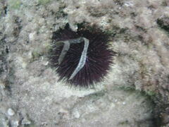 Echinoidea