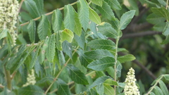 Rhus coriaria