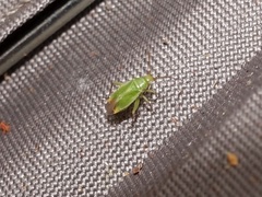 Orthotylus ericetorum