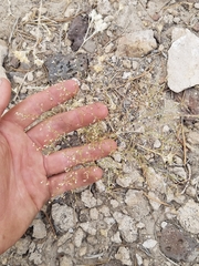 Eriogonum spergulinum