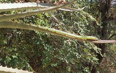 Philothamnus semivariegatus