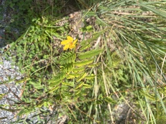 Chamaecrista fasciculata