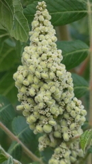Rhus coriaria