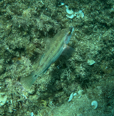 Symphodus tinca