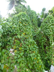 Hernandia nymphaeifolia