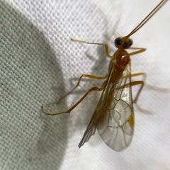 Ctenopelmatinae