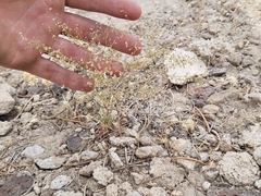 Eriogonum spergulinum