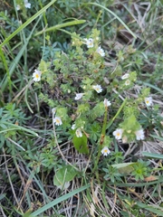 Euphrasia officinalis