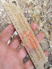 Eriogonum spergulinum