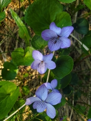Viola langsdorffii
