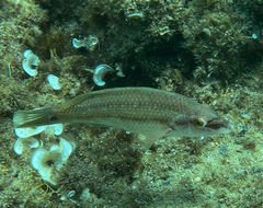 Symphodus tinca