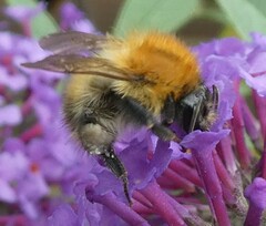 Bombus pascuorum