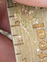 Eriogonum spergulinum